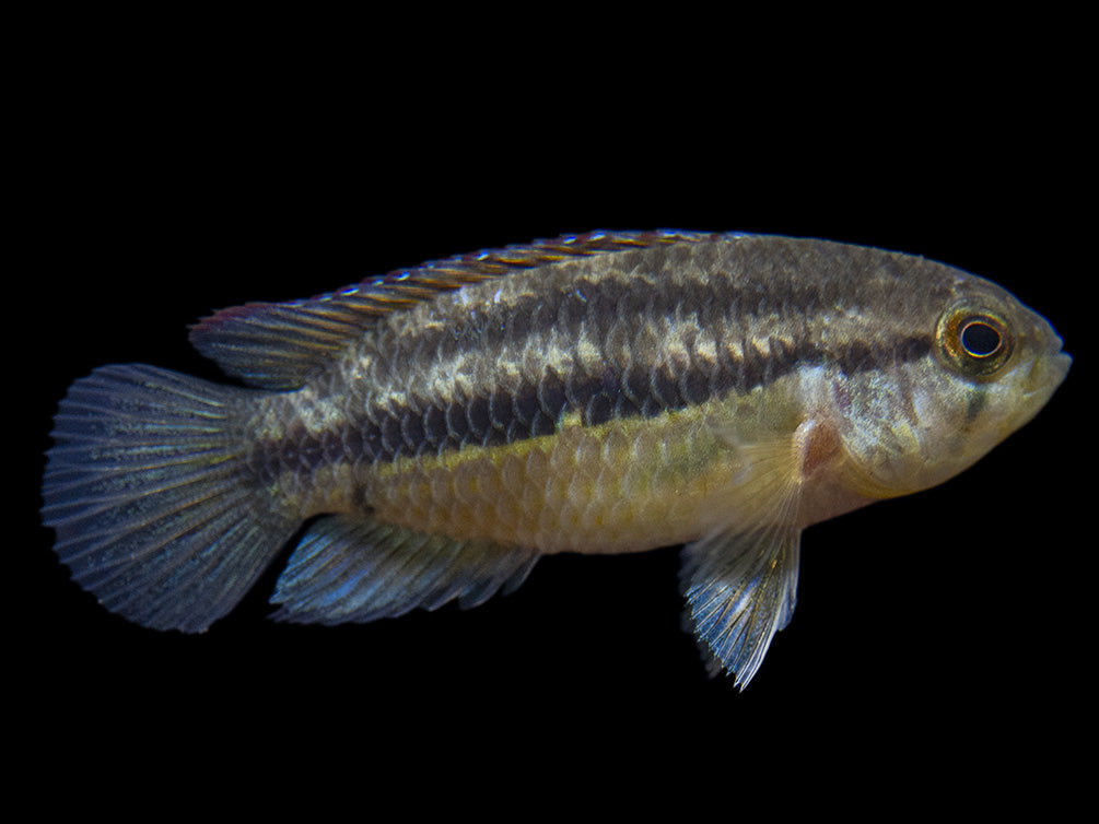 Golden Dwarf Cichlid (Nannacara anomala), USA-Bred!