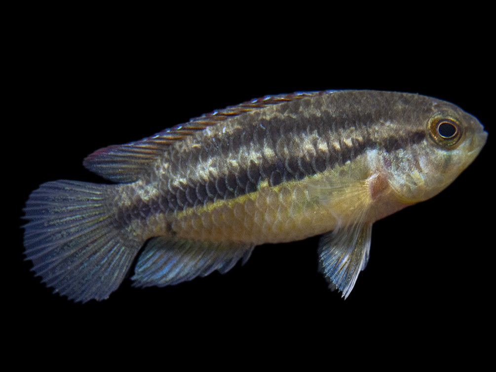 Golden Dwarf Cichlid (Nannacara anomala), USA-Bred!