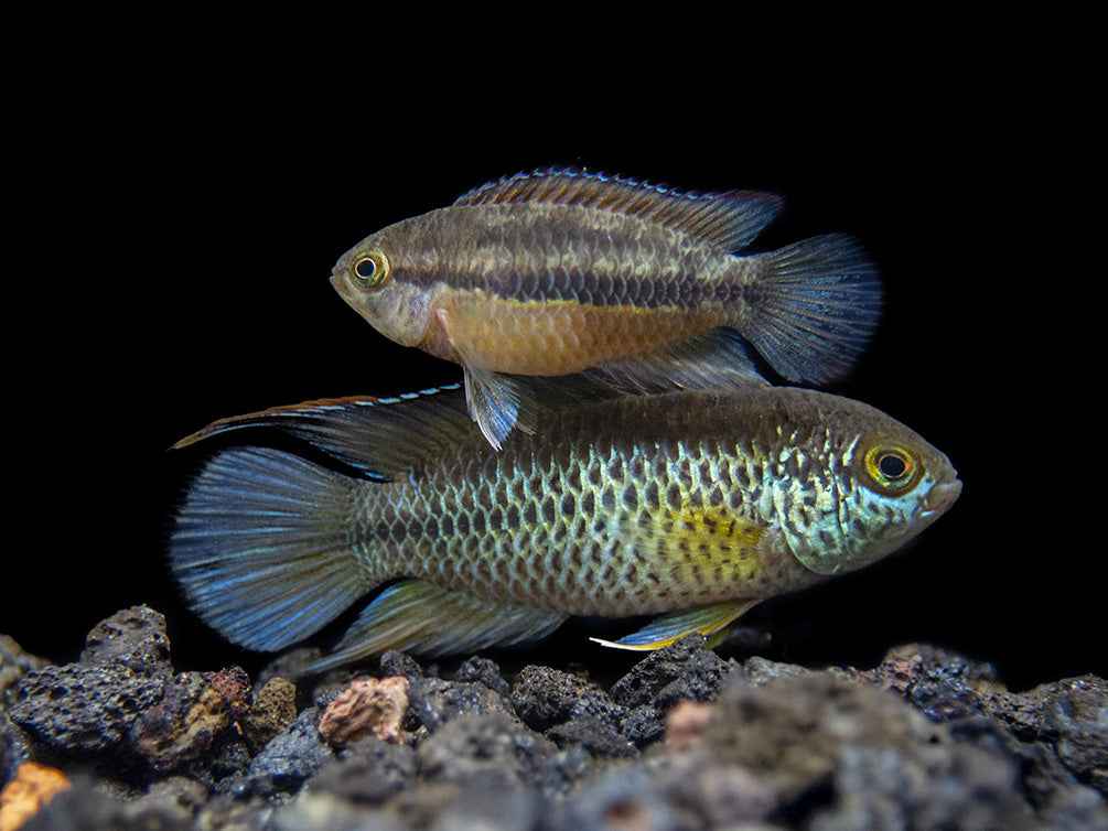 Golden Dwarf Cichlid (Nannacara anomala), USA-Bred!