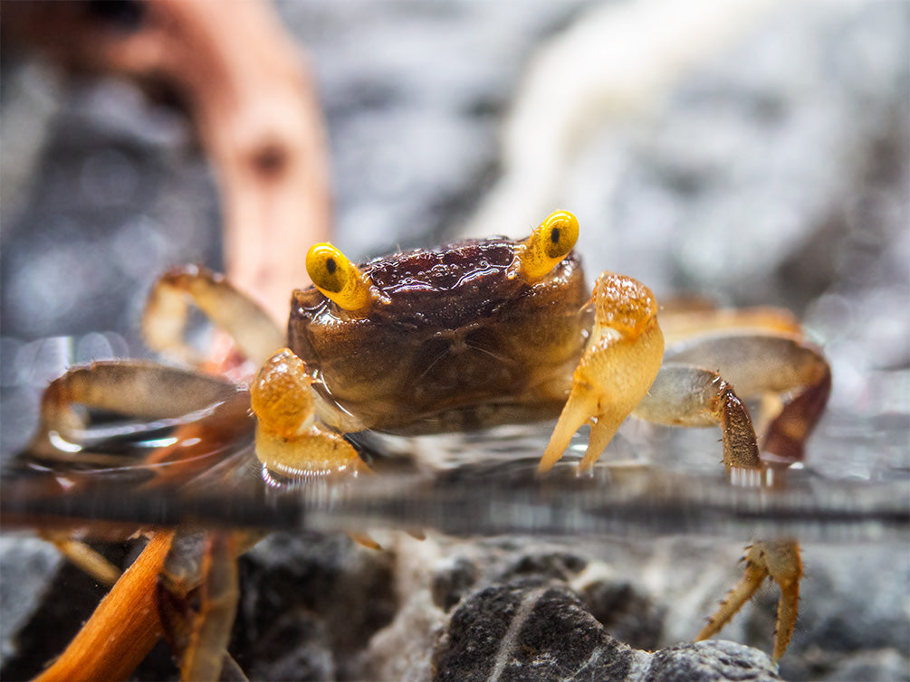 Golden Eye Vampire Crab (Geosesarma bicolor)