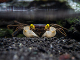 Golden Eye Vampire Crab (Geosesarma bicolor)