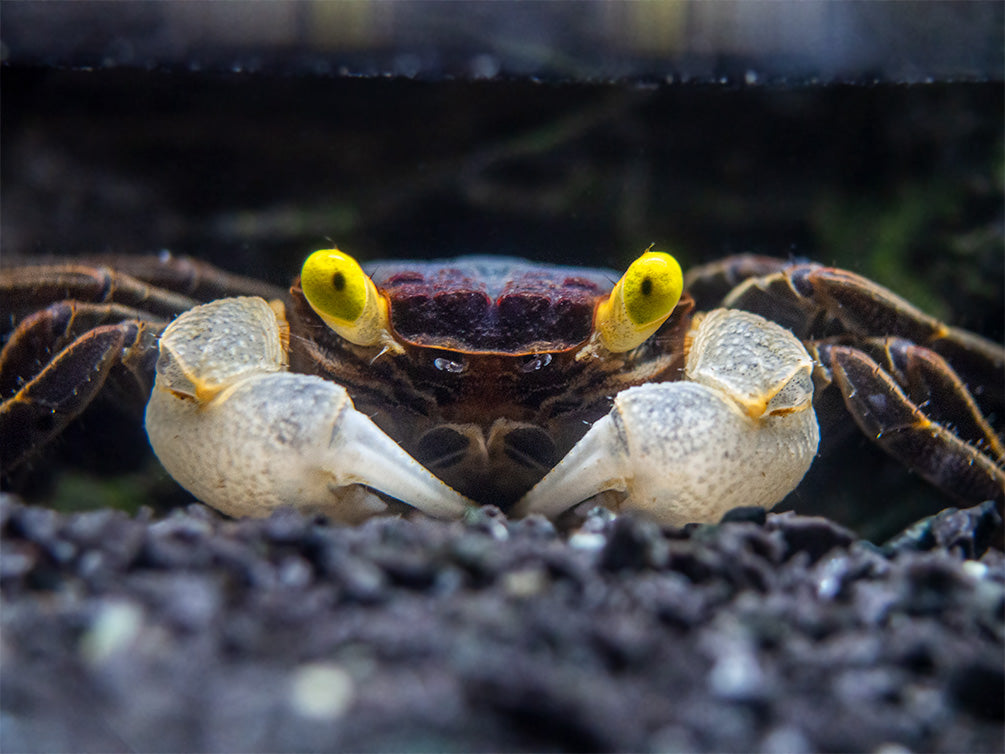 Golden Eye Vampire Crab (Geosesarma bicolor)