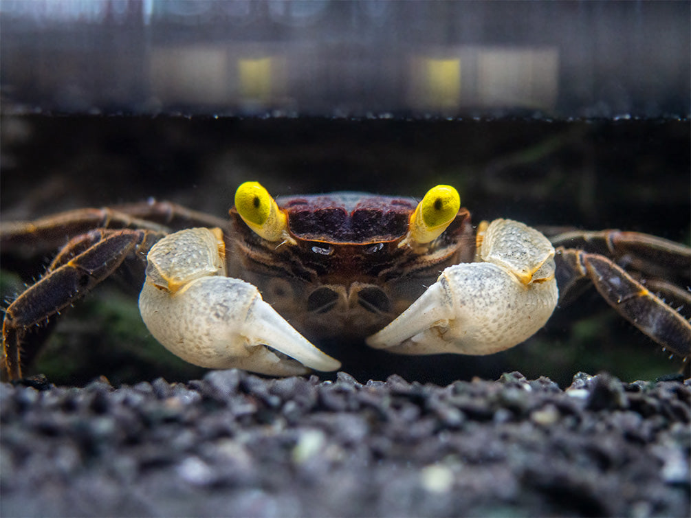 Healthy Yellow Eye Vampire Crab for sale from Aquatic Arts featuring striking yellow eyes, bright white claws, and natural tropical coloration.