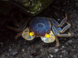 Golden Eye Vampire Crab (Geosesarma bicolor)