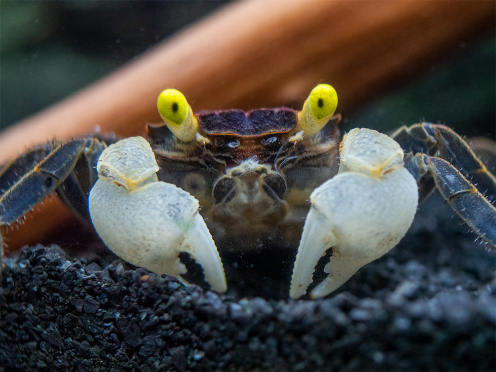 Golden Eye Vampire Crab (Geosesarma bicolor)