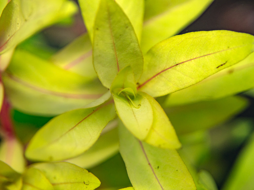 Golden Nesaea (Nesaea pedicellata "Golden"), Bunch w/Lead