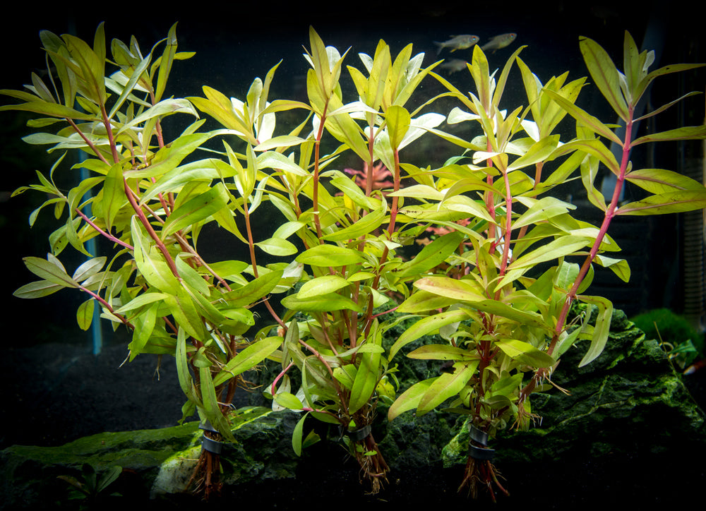 Golden Nesaea (Nesaea pedicellata "Golden"), Bunch w/Lead