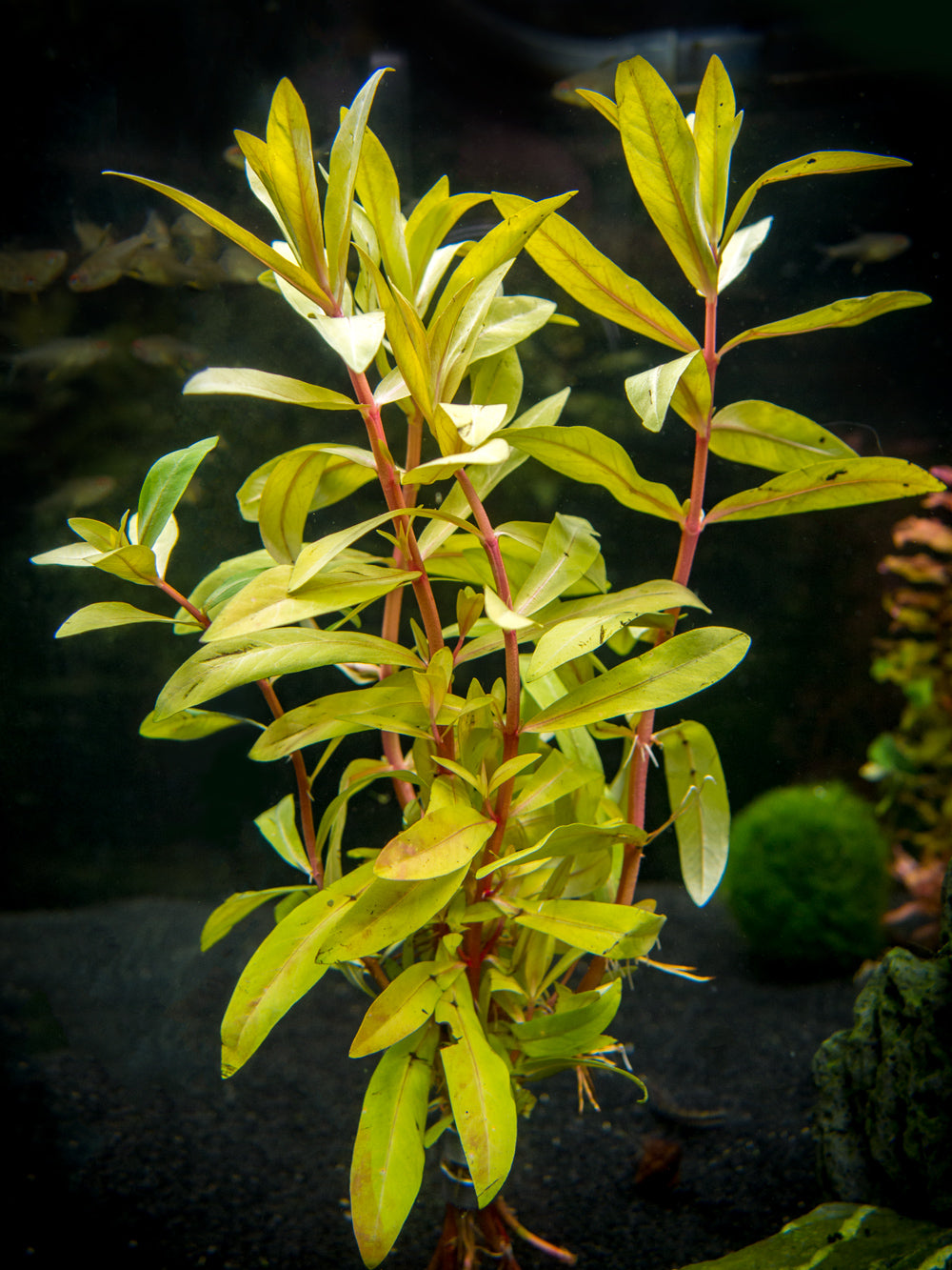 Golden Nesaea (Nesaea pedicellata "Golden"), Bunch w/Lead