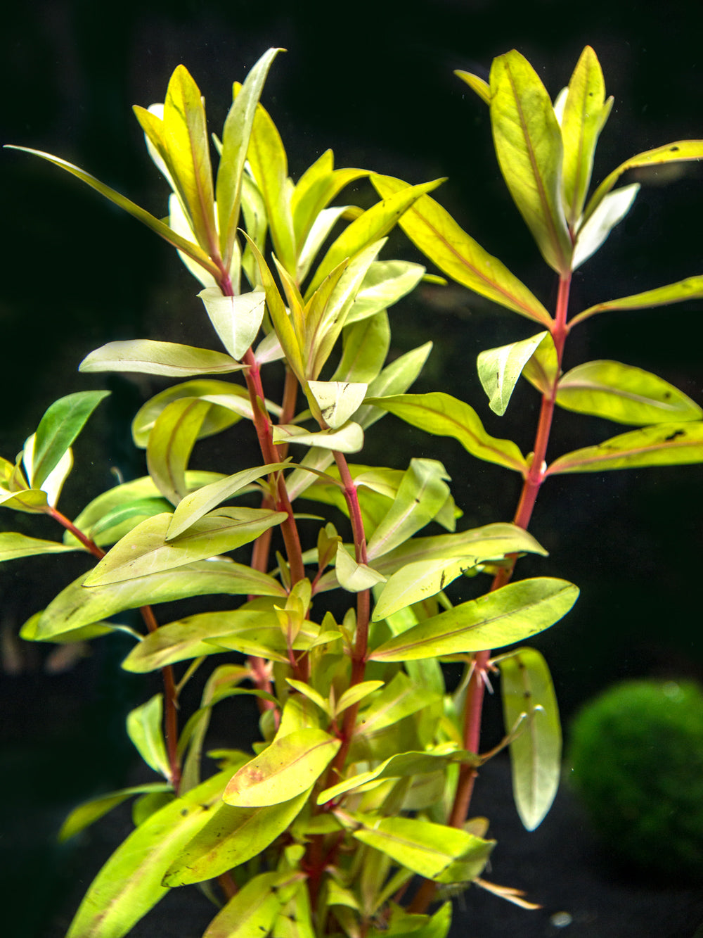 Golden Nesaea (Nesaea pedicellata "Golden"), Bunch w/Lead