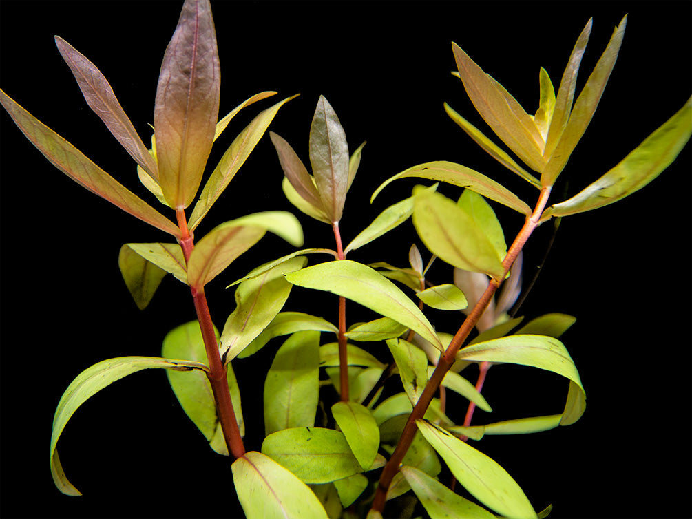 Golden Nesaea (Nesaea pedicellata "Golden"), Bunch w/Lead