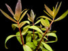Golden Nesaea (Nesaea pedicellata 