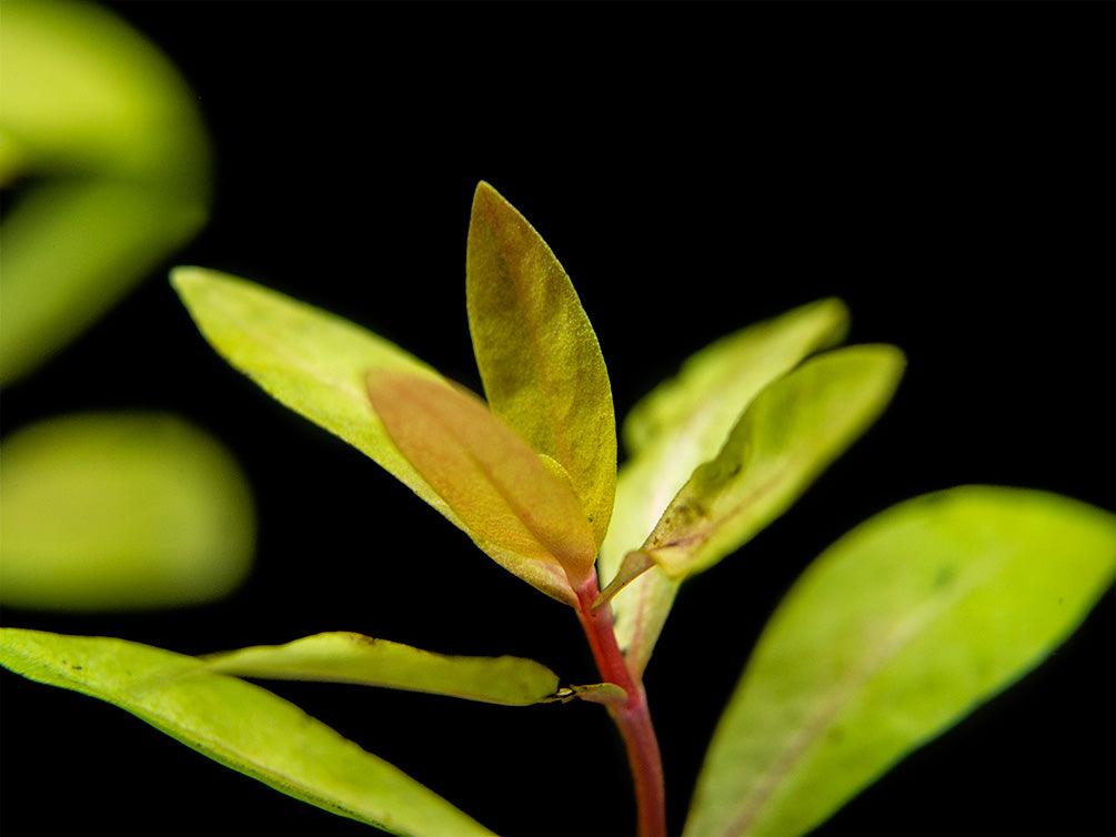 AquaArt Nesaea sp. 'Gold' - Olibetta Online Shop