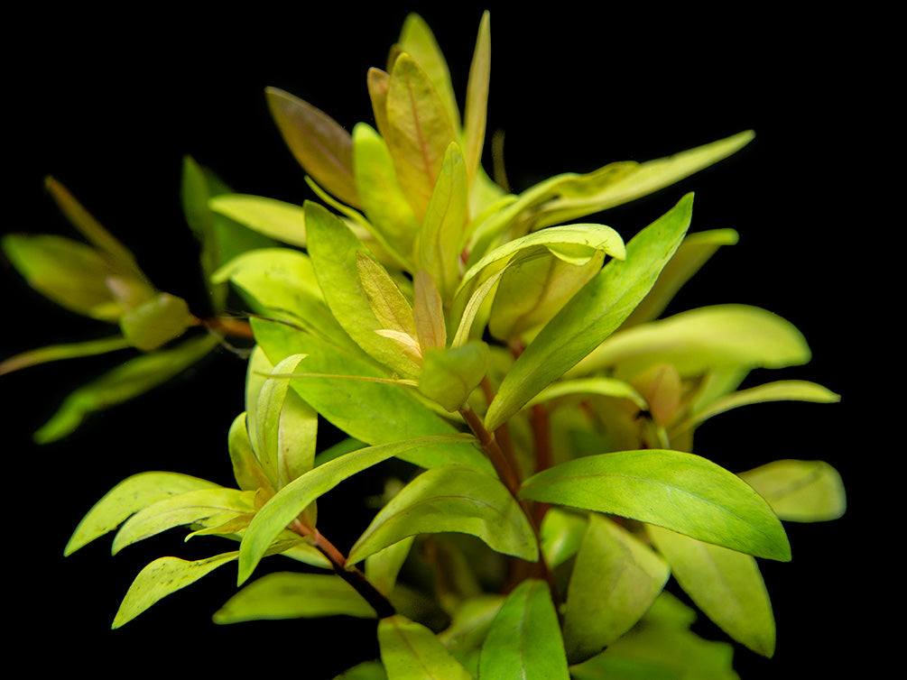 Golden Nesaea (Nesaea pedicellata "Golden"), Bunch w/Lead