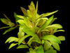 Golden Nesaea (Nesaea pedicellata 