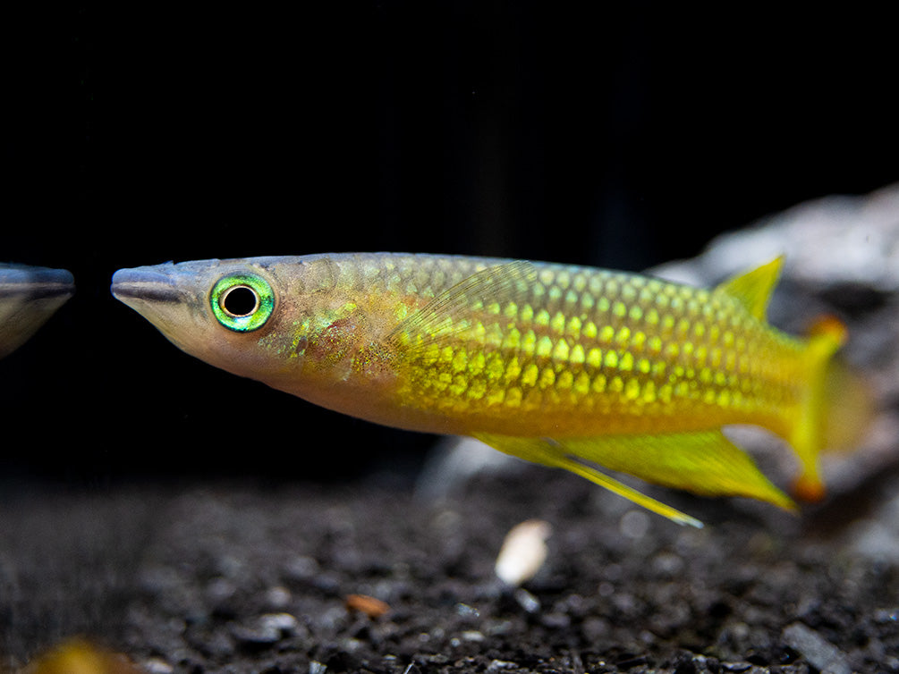 Golden Wonder Killifish (Aplocheilus lineatus) - Tank-Bred!