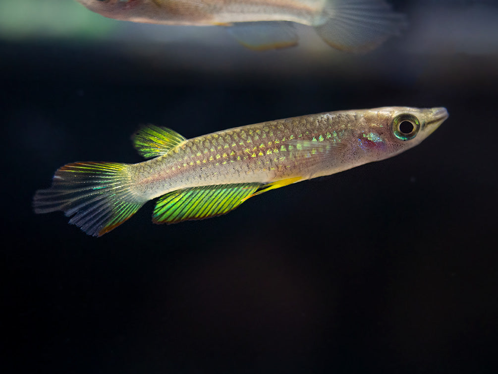 Golden Wonder Killifish (Aplocheilus lineatus) - Tank-Bred!