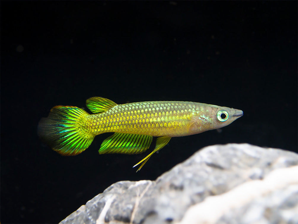 Golden Wonder Killifish (Aplocheilus lineatus) - Tank-Bred!