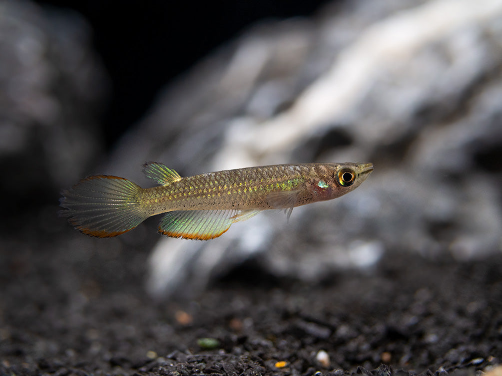 Golden Wonder Killifish (Aplocheilus lineatus) - Tank-Bred!