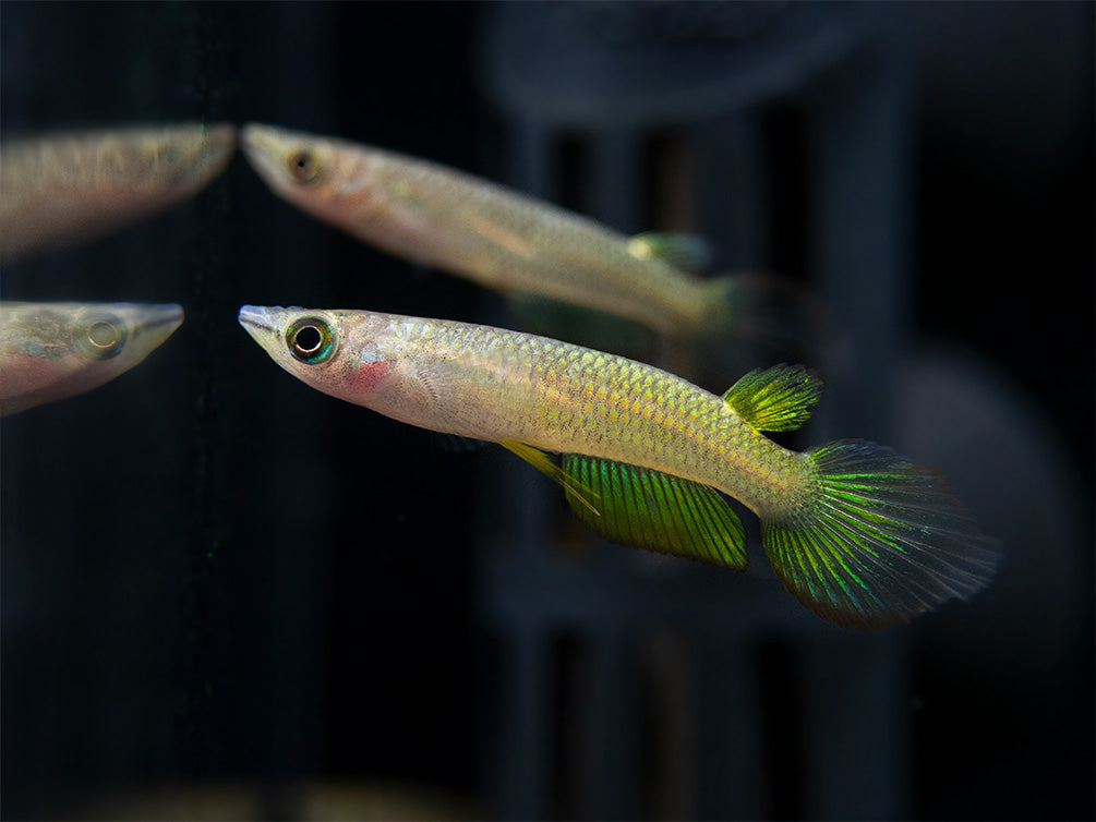 Golden Wonder Killifish (Aplocheilus lineatus) - Tank-Bred!