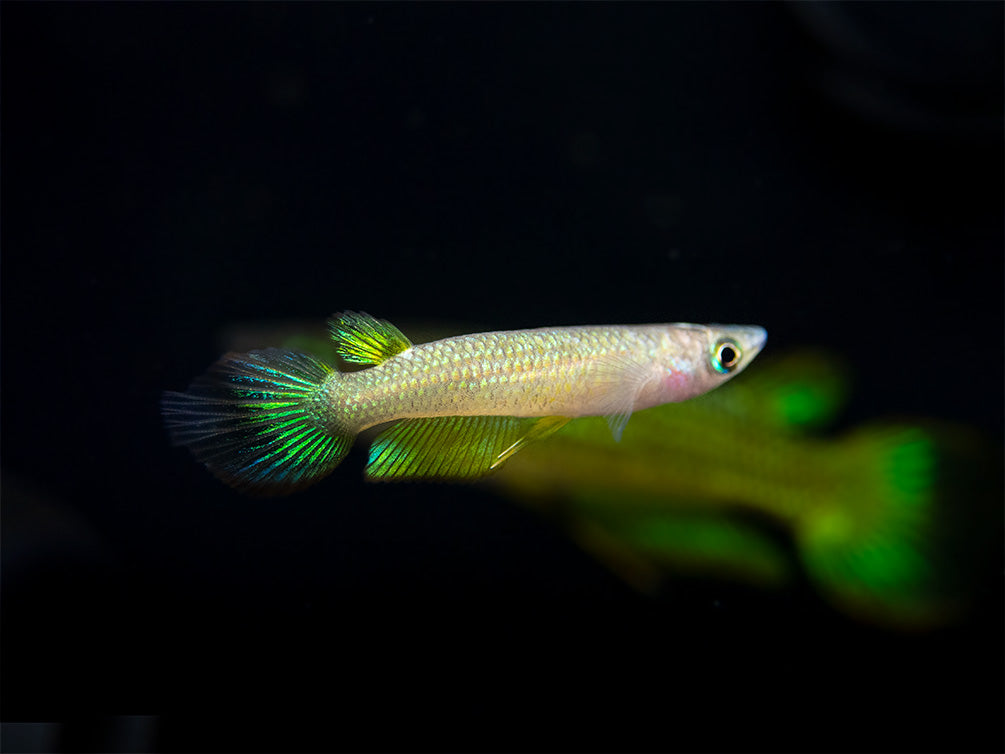 Golden Wonder Killifish (Aplocheilus lineatus) - Tank-Bred!