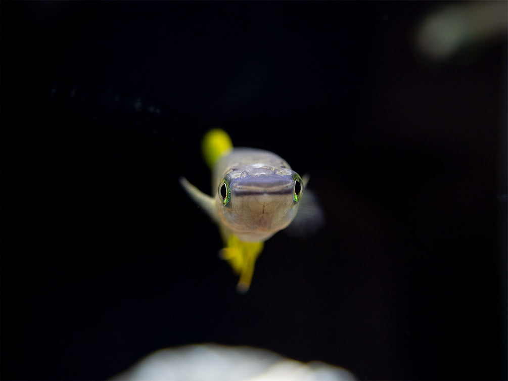 Golden Wonder Killifish (Aplocheilus lineatus) - Tank-Bred!