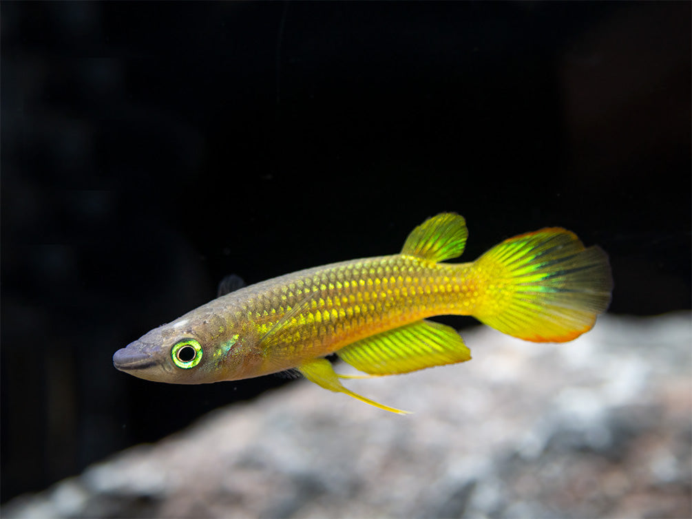 Golden Wonder Killifish (Aplocheilus lineatus) - Tank-Bred!