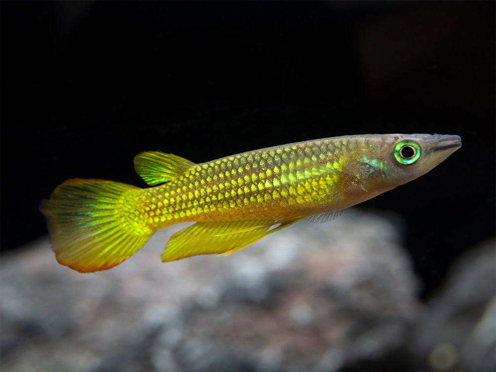 Golden Wonder Killifish (Aplocheilus lineatus) - Tank-Bred!