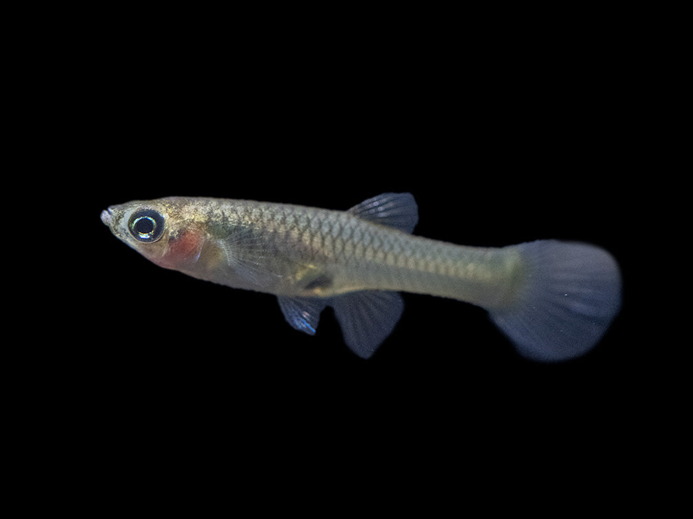 Golden Endler’s Livebearer (Poecilia wingei), Tank-Bred!