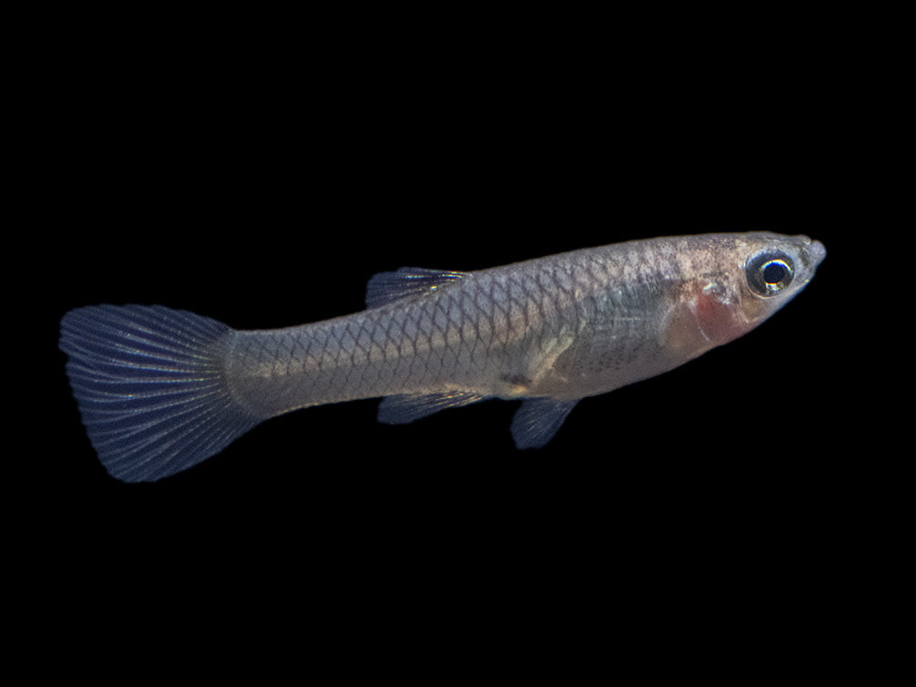 Golden Endler’s Livebearer (Poecilia wingei), Tank-Bred!