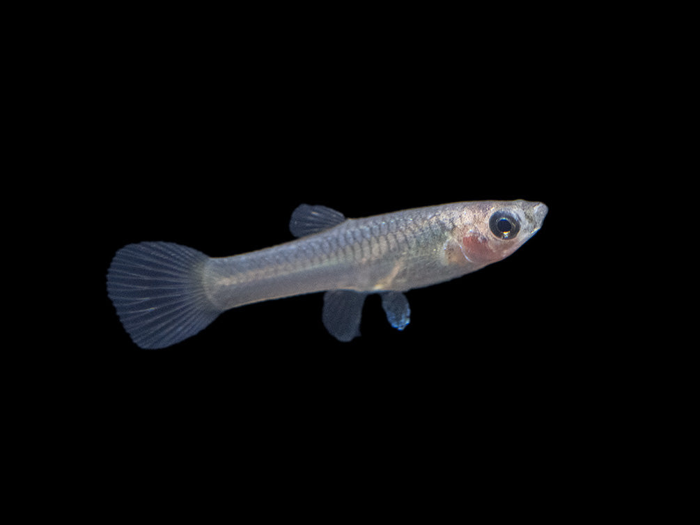 Golden Endler’s Livebearer (Poecilia wingei), Tank-Bred!