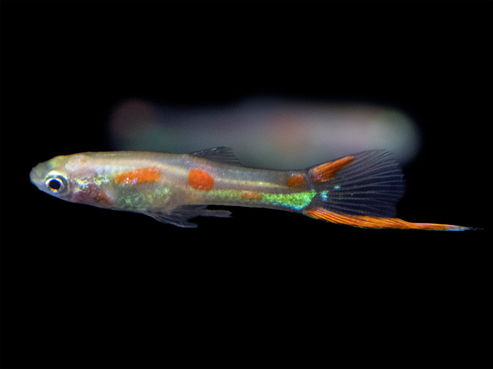 Golden Endler’s Livebearer (Poecilia wingei), Tank-Bred!