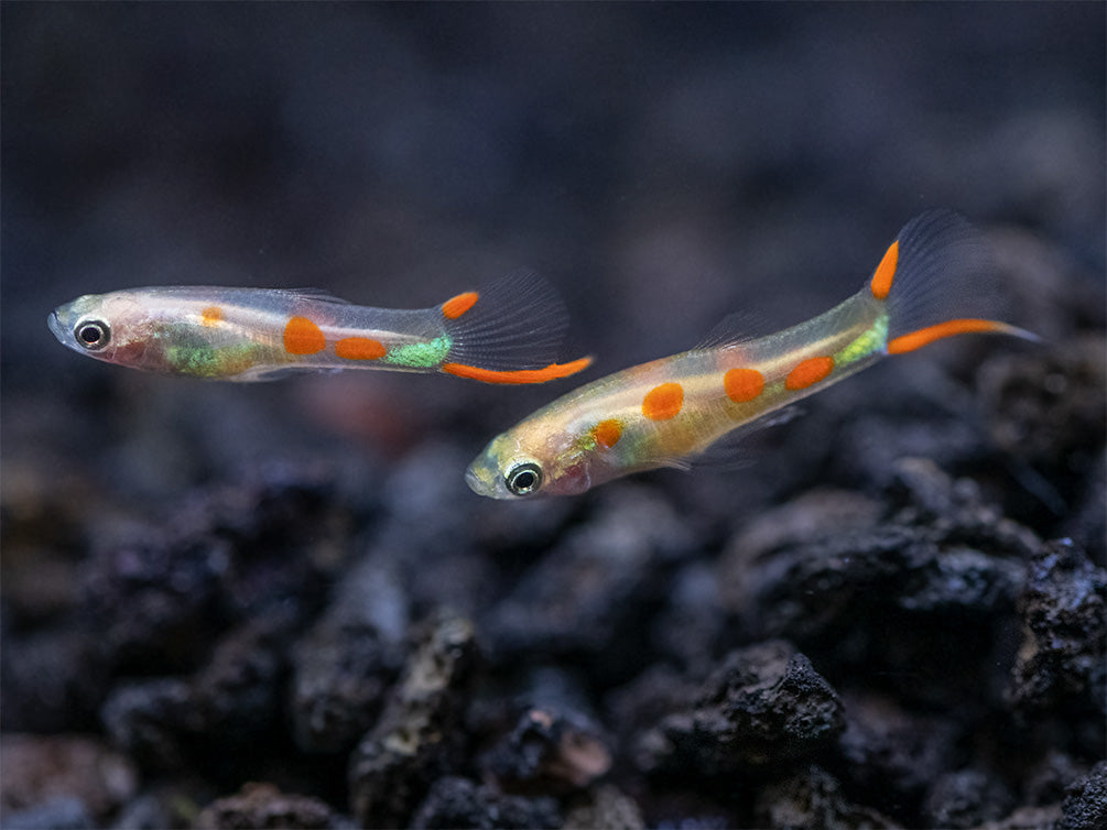 Golden Endler’s Livebearer (Poecilia wingei), Tank-Bred!