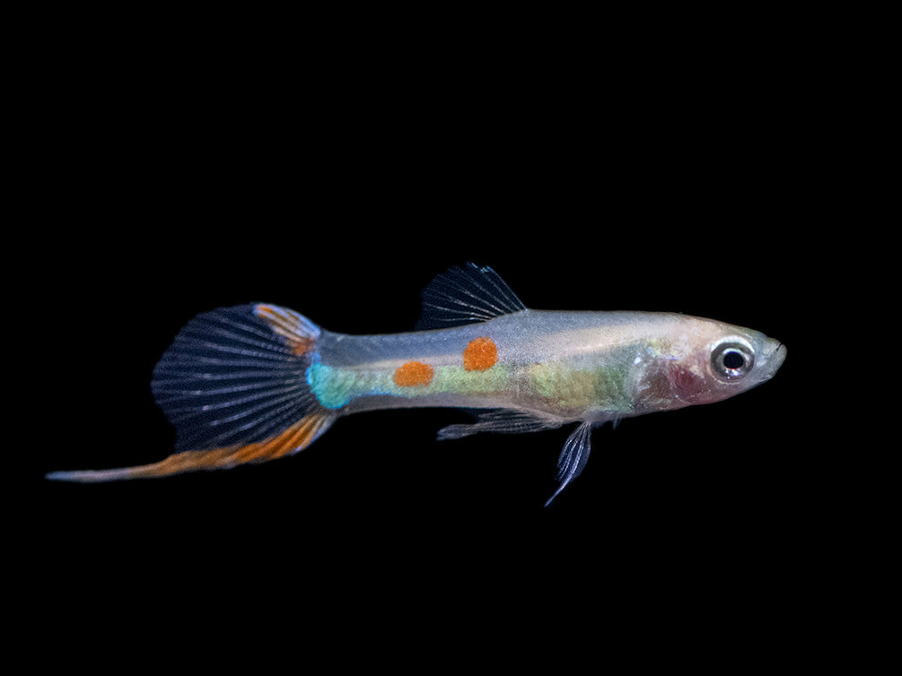 Golden Endler’s Livebearer (Poecilia wingei), Tank-Bred!
