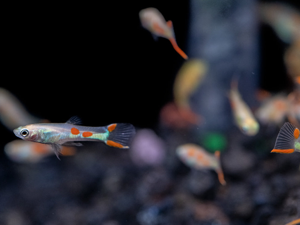 Golden Endler’s Livebearer (Poecilia wingei), Tank-Bred!