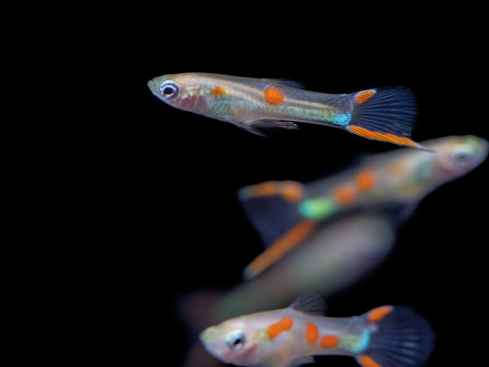 Golden Endler’s Livebearer (Poecilia wingei), Tank-Bred!