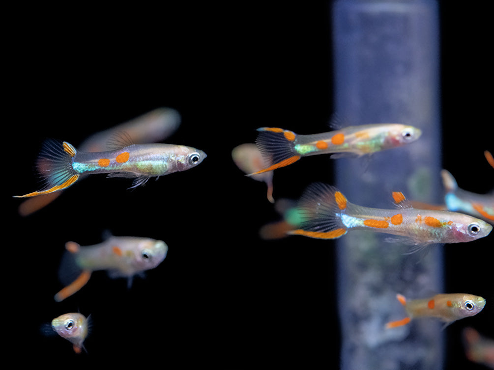 Golden Endler’s Livebearer (Poecilia wingei), Tank-Bred!