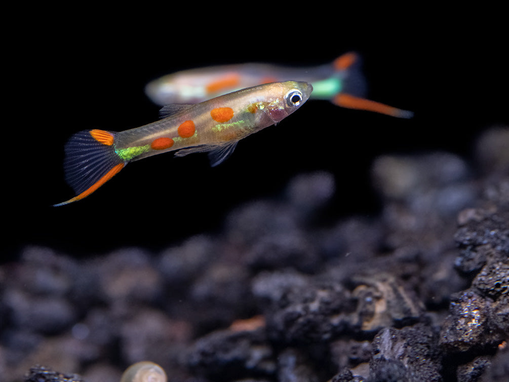 Golden Endler’s Livebearer (Poecilia wingei), Tank-Bred!