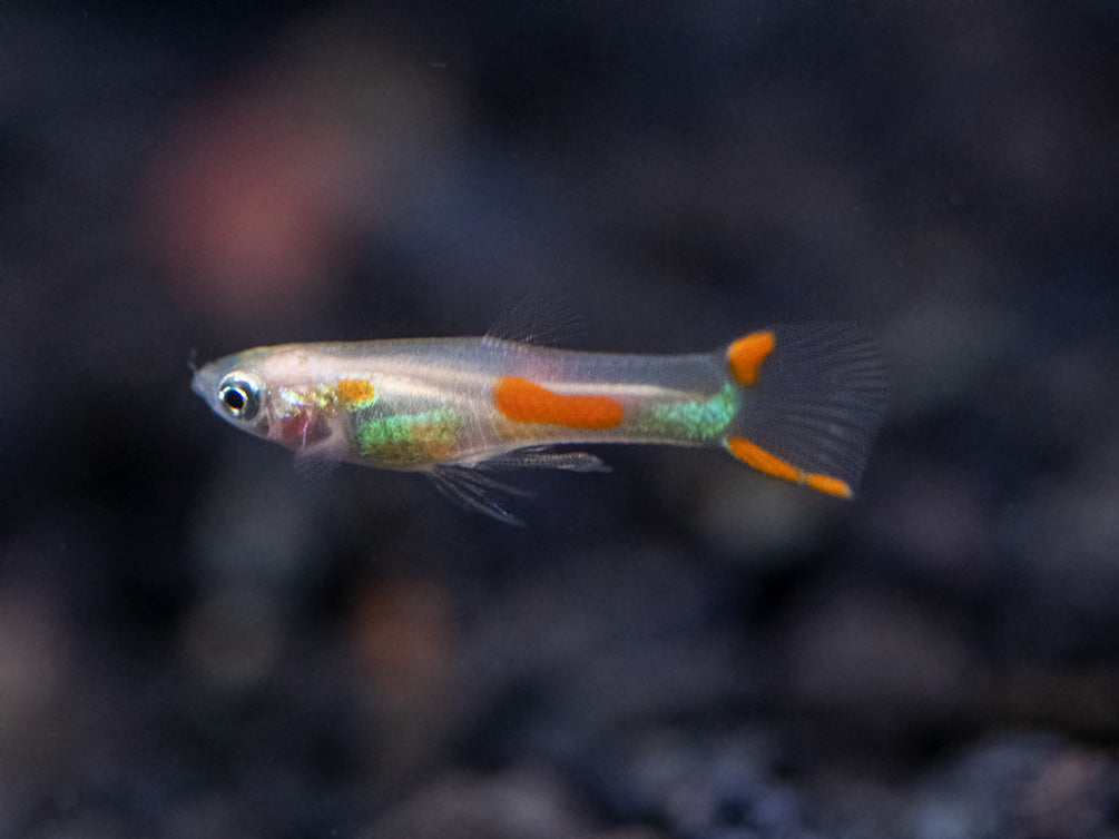 Golden Endler’s Livebearer (Poecilia wingei), Tank-Bred!