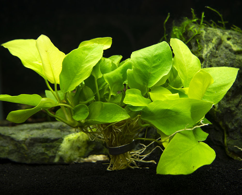 Golden Anubias Nana (Anubias barteri var. “Golden nana”), Bare Root