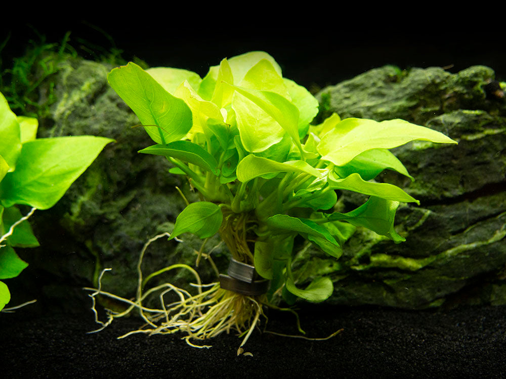 Golden Anubias Nana (Anubias barteri var. “Golden nana”), Bare Root