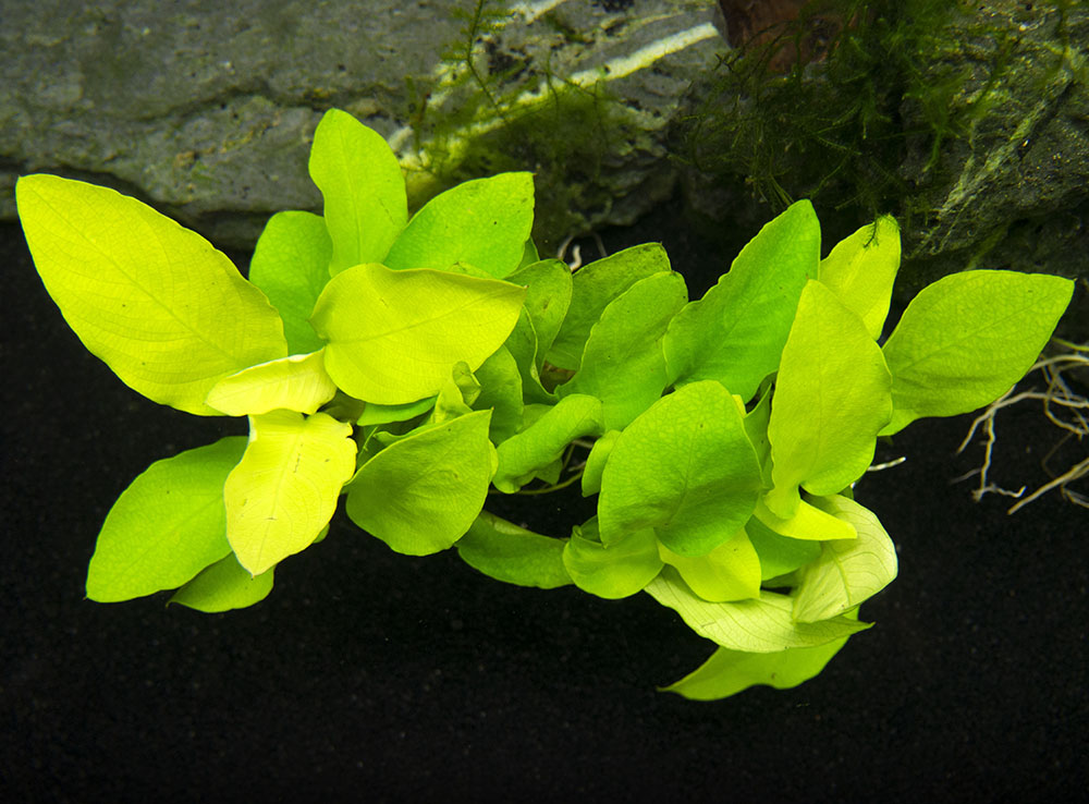 Golden Anubias Nana (Anubias barteri var. “Golden nana”), Bare Root