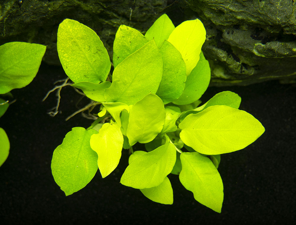 Golden Anubias Nana (Anubias barteri var. “Golden nana”), Bare Root