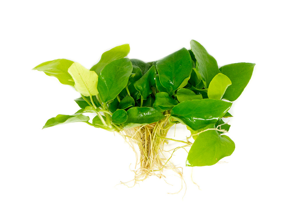 Golden Anubias Nana (Anubias barteri var. “Golden nana”), Bare Root