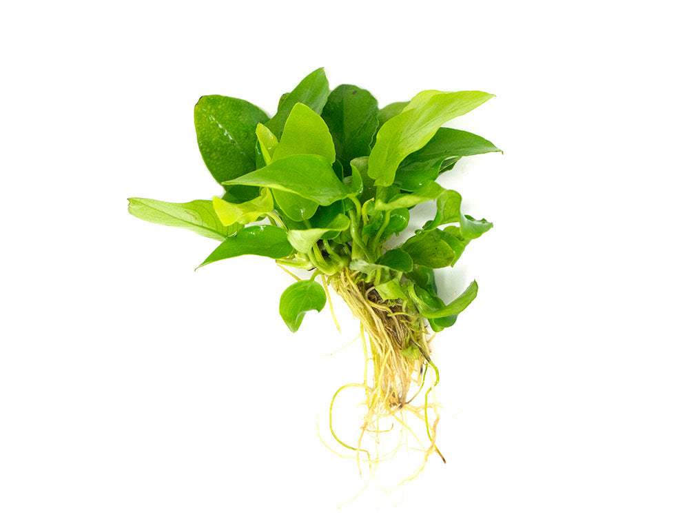 Golden Anubias Nana (Anubias barteri var. “Golden nana”), Bare Root