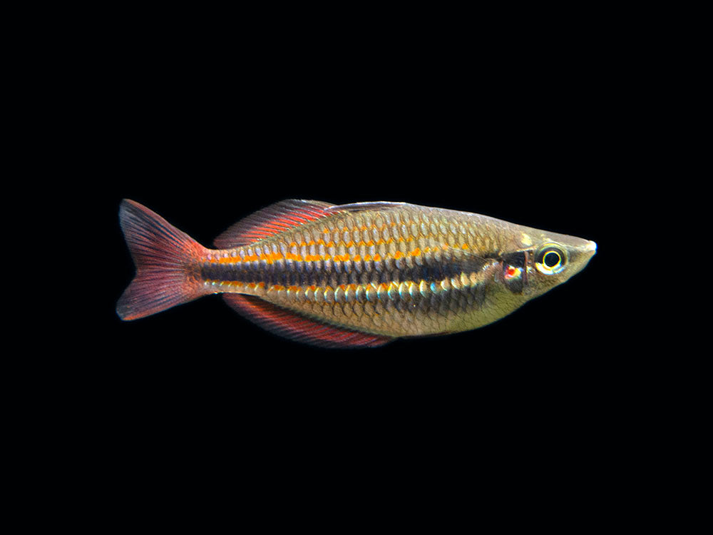 Goyder River Banded Rainbowfish (Melanotaenia trifasciata), Tank-Bred!
