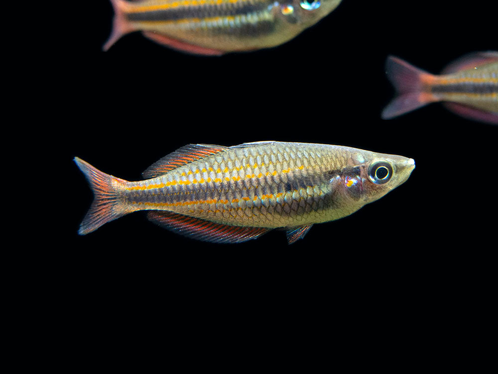 Goyder River Banded Rainbowfish (Melanotaenia trifasciata), Tank-Bred!