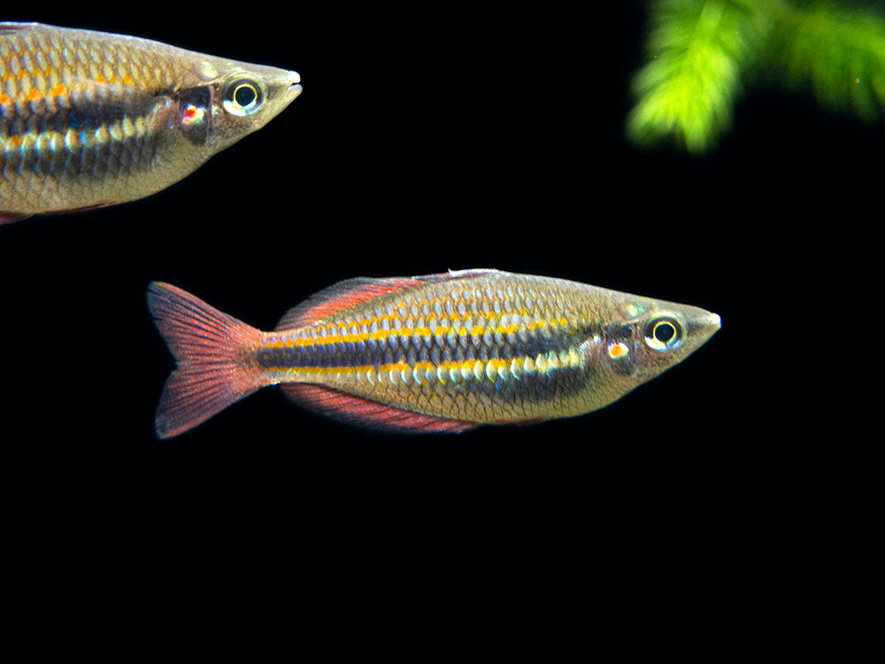 Goyder River Banded Rainbowfish (Melanotaenia trifasciata), Tank-Bred!