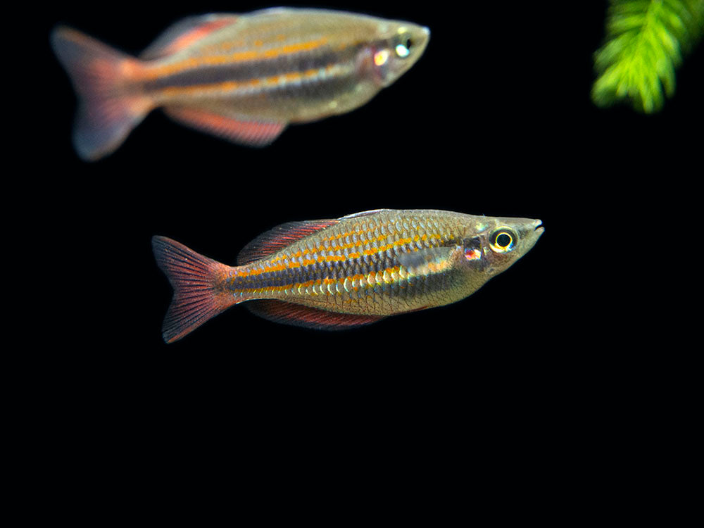 Goyder River Banded Rainbowfish (Melanotaenia trifasciata), Tank-Bred!