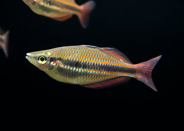 Goyder River Banded Rainbowfish (Melanotaenia trifasciata), Tank-Bred!