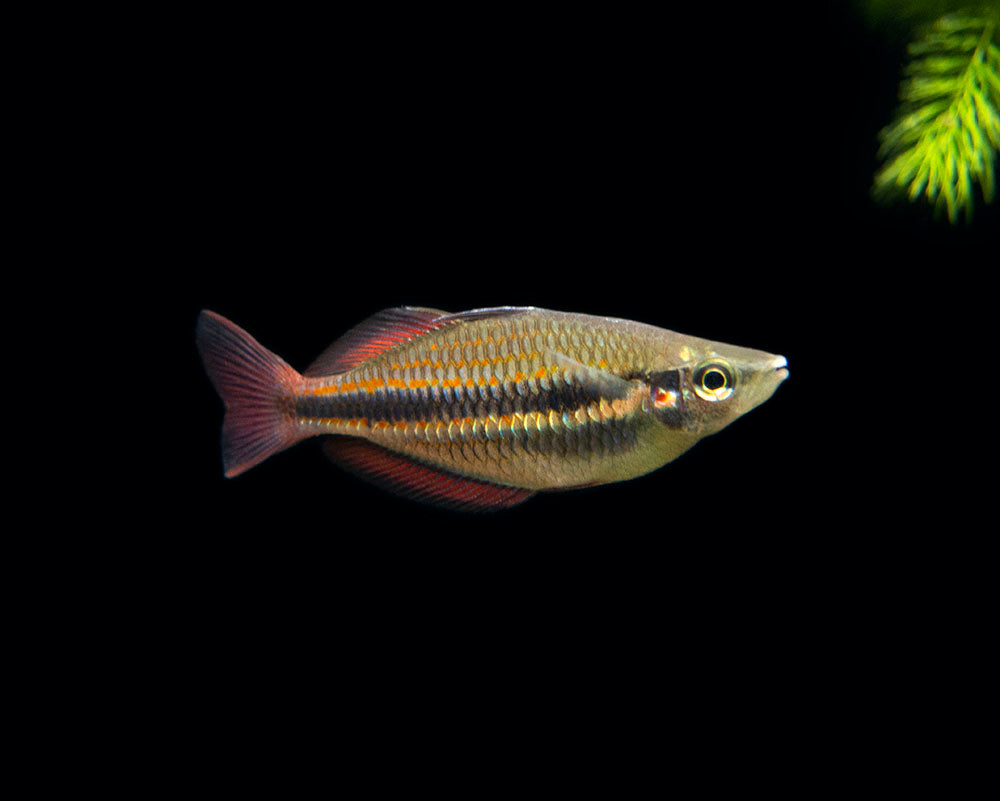 Goyder River Banded Rainbowfish (Melanotaenia trifasciata), Tank-Bred!